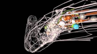 OpenWorm An opensource C elegans nematode simulation [upl. by Deloria]