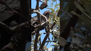 Incredibly Loud Koel Call 🔊🙉 nature wildlife birdsounds [upl. by Tarrant]