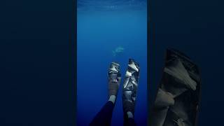 Tiger Shark Following Me😳 shark sharks tigershark thalassophobia [upl. by Antoine]