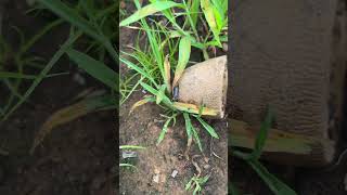 Natural remedy to control Rollie Pollies in your garden gardenpest gardeningtips rolliepollie [upl. by Nobile]