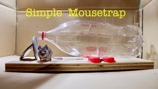 Make a ● Simple Bottle Mousetrap  that works [upl. by Fesoj]