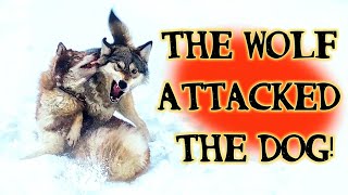 Tough showdown of a wolf and a husky wolf dog fight [upl. by Ynamad]