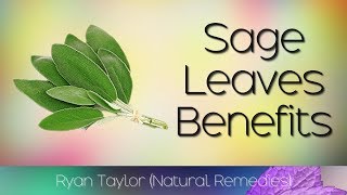 Sage Leaves Benefits and Uses [upl. by Ajnat]