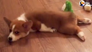 Corgi Puppy Sploot Compilation  The Dodo [upl. by Irod]