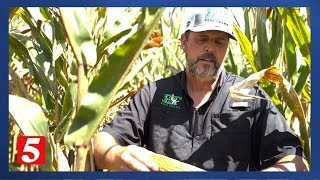 Drought may be ending but it’s too late for many Middle Tennessee farmers [upl. by Antonio]