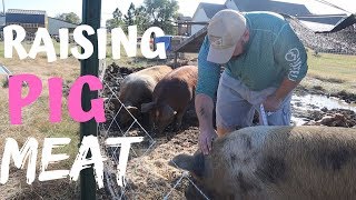 Raising BACKYARD Pigs The Easy Way [upl. by Craw828]