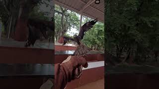 Black kite slow motion landing [upl. by Danika462]