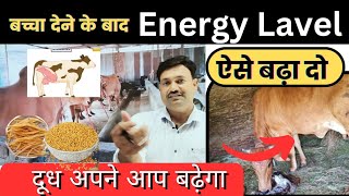 ताजा ब्यायी गाय भैंस का कभी दूध कम नहीं होगा 👉 बस एनर्जी लेवल बढ़ा लो 💪 Cow Energy Booster Drink [upl. by Hyland]