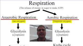 Anaerobic vs Aerobic Respiration [upl. by Jessamyn359]