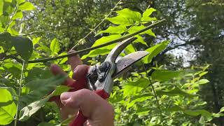 How we prune a Wisteria into a free standing tree  part 2 summer prune to encourage flowers [upl. by Marcin948]