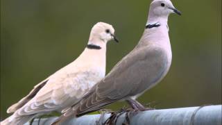 Stevan Hristić  Грлица  Grlica  Tourterelle  Turtledove  Горлица [upl. by Ttezzil881]