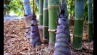 Dendrocalamus Giganteus Time Lapse 2012  Remix [upl. by Ileray]