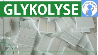 Glykolyse einfach erklärt  Ablauf Phasen Eigenschaften  Stoffwechsel amp Stoffabbau  Zellatmung [upl. by Niras]