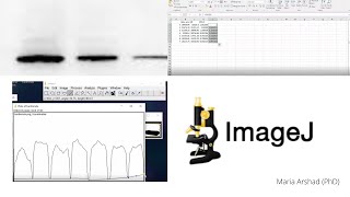 western blot Data analysis for protein quantification imagej Part 2 [upl. by Oemor]