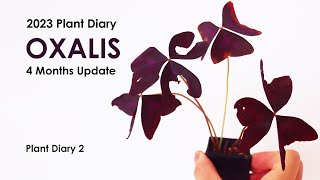 Oxalis triangularis 4 months plant growth update  Oxalis triangularis corns and plant care [upl. by Wood57]