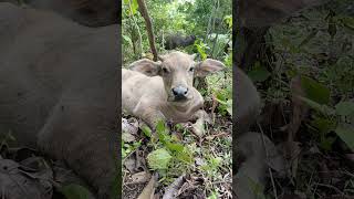 Ngemilll animals nature farming wildlife villagelife cow bull funny agriculture cute [upl. by Aikkan]