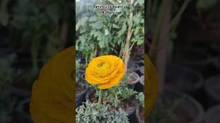 Ranunculus asiaticus Buttercup FreeGardener FREENGLISH gardening shorts short [upl. by Toscano]