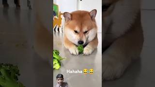 Dog eat broccoli🥦 dog puppy pets funnyanimals shortvideo [upl. by Nnyroc]