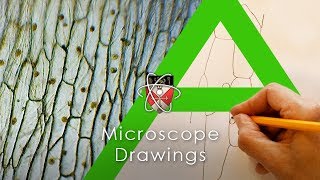 Microscope Drawings  Biology Alevel [upl. by Esilanna6]