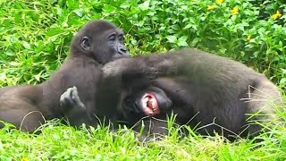 打不停😆🤣Silverback gorilla family interactionsDjeeco FamilyTayariJabaliIrikiRingo [upl. by Popper]