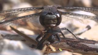 Dragonfly Eating A Deer Fly [upl. by Yarvis]