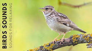 Birds Singing  Relaxing Bird Sounds Heal Stress Soothing Nature Sounds Woodland Birds Chirping [upl. by Suilmann]