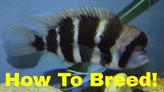 How to Breed Frontosa Cichlids [upl. by Anahsak]