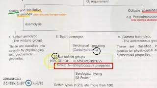 Microbiology 184 a Streptococcus Classification Bacteria Hemolysis Viridans pyogenes Lancefield [upl. by Obediah159]