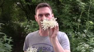 How to make Elderflower Champagne  Brewbitz Homebrew Shop [upl. by Mandler]