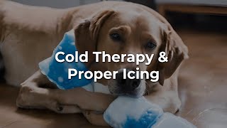 Cold Therapy A Rehabilitation Technique for your Dog [upl. by Arhaz591]