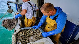 Amazing Whelk Fishing  Whelk processing line in the factory [upl. by Greg]