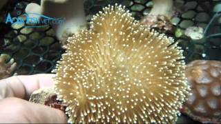 Mushroom Leather Coral Sarcophyton sp  AquaFishVietcom [upl. by Notlit]