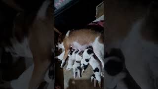 Cute healthy pups housepet viralshort [upl. by Neyuh]