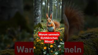 🐿️ Warum sammeln Eichhörnchen Nüsse 🌰shorts facts squirrel nature animals [upl. by Okomom628]