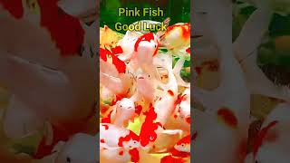 Pink Fish GoodLuck  Viral Shorts Trending Reels Viral YouTube Shorts Feed [upl. by Wolff]