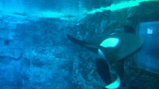 Tilikum Underwater Viewing at SeaWorld Orlando [upl. by Fayola512]