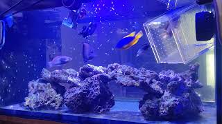 20241112 marine aquarium feeding 海水FO缸 餵食秀 [upl. by Ahsekel483]