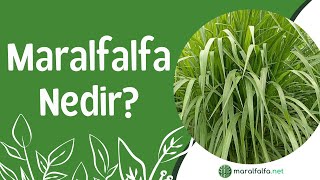 Maralfalfa Nedir  Maralfalfa Yem Bitkisi Özellikleri ve Besin Değerleri [upl. by Yenffit]