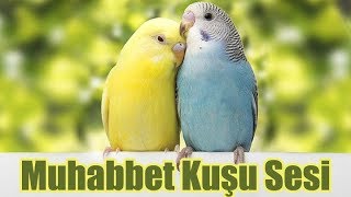 1 SAAT MUHABBET KUŞU SESİ [upl. by Milewski914]