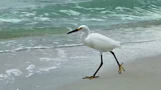 Aigrette neigeuse snowy egret egretta thula Naples Floride avril 2024 [upl. by Aneehsar821]