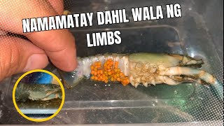 In my case di nakasurvive ang crayfish na walang limbs [upl. by Gilligan]