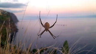 Argiope trifasciata Odmiana Tygrzyka Madera [upl. by Nnairahs]