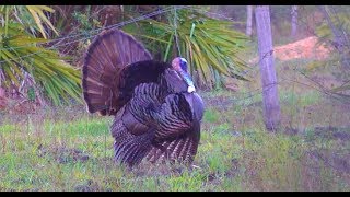 Wild Turkey Catch Clean Cook Opening Day Success [upl. by Zahara]