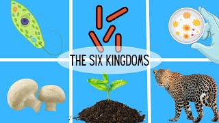 The Six Kingdoms of Life [upl. by Helge415]