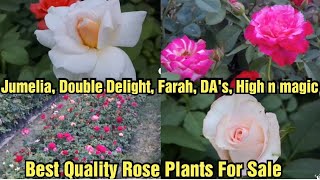 DoubleDelight Farah Jumelia Highn Magic DAs  Best Quality Roses For Sale WhatsApp 8250221446 [upl. by Ruperto]