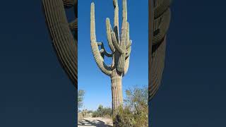 Saguaro National Park East  The giant saguaro Cactus！ [upl. by Lednyc]