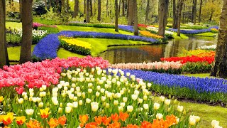 Keukenhof Gardens and Tulip Fields Tour from Amsterdam [upl. by Nylsej292]