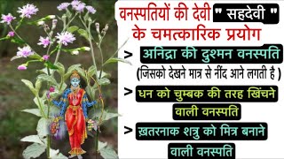 वनस्पतियों की देवी “ सहदेवी ” के चमत्कारिक प्रयोग  Miraculous Use Of Sahadevi Plant [upl. by Atikehs]