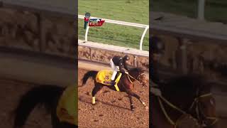 USHBA TESORO The Breeders Cup  Del Mar 2024 [upl. by Halyhs785]