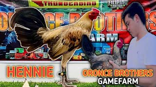 HENNIE  BAKASBAKAS GAMEFARM  ORONCE BROTHERS  QUALITY GAMEFOWL IN THE PHILIPPINES [upl. by Ehlke444]